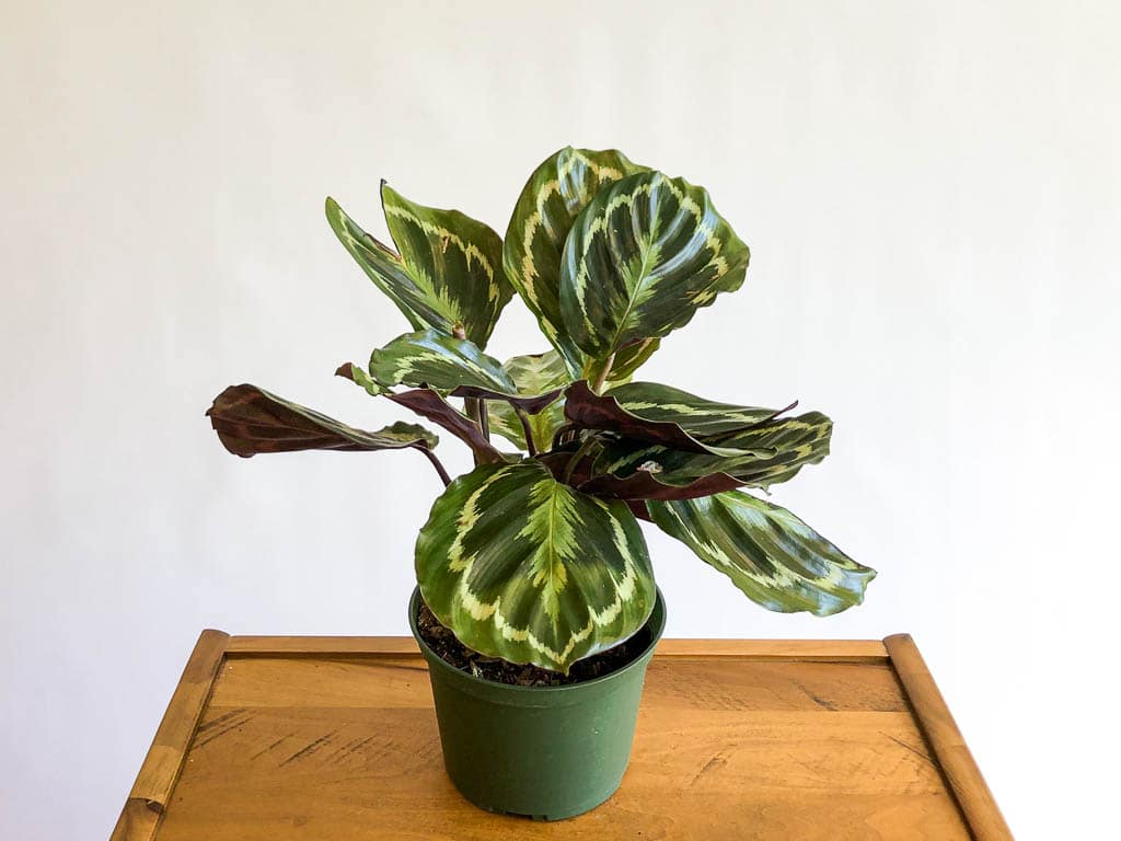 Calathea