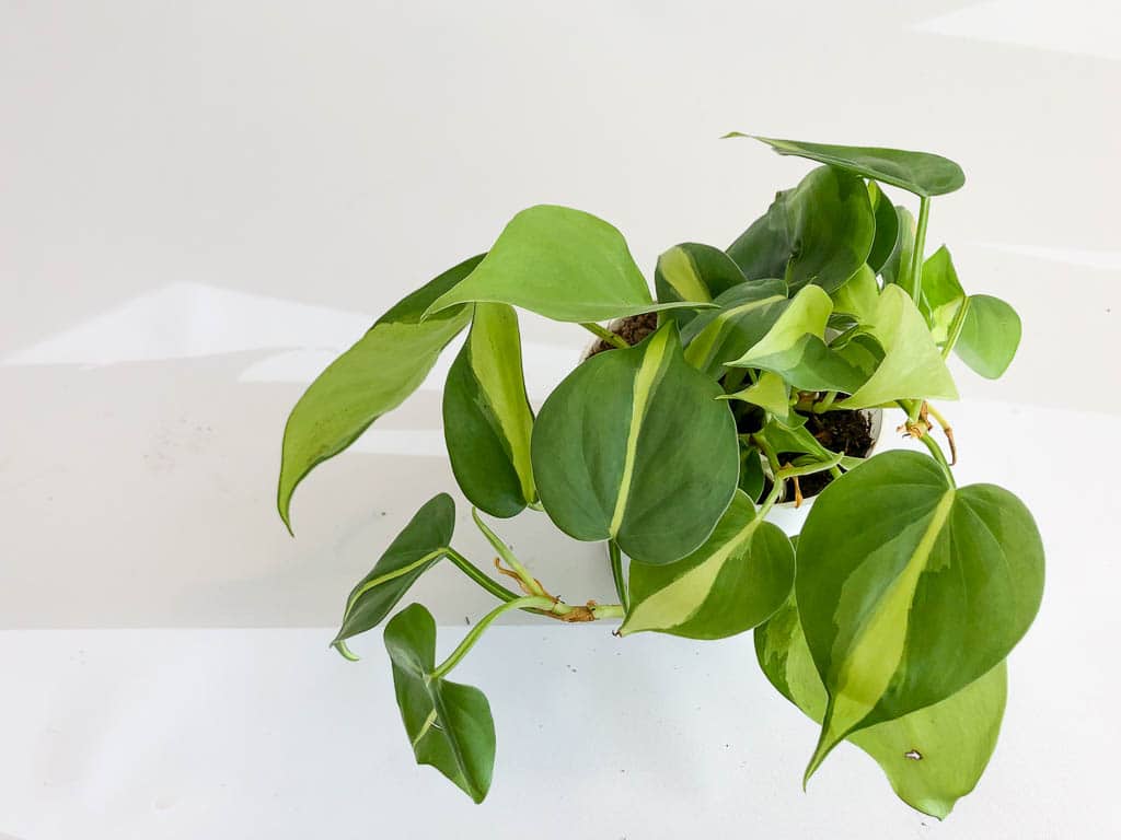 philodendron, neon philodendron
